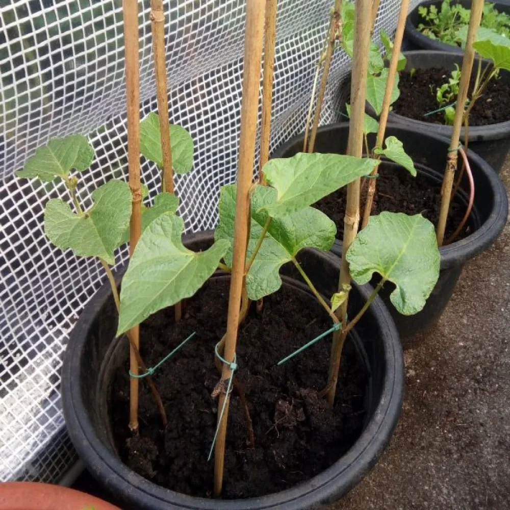 Ruusupapu 'Streamline'