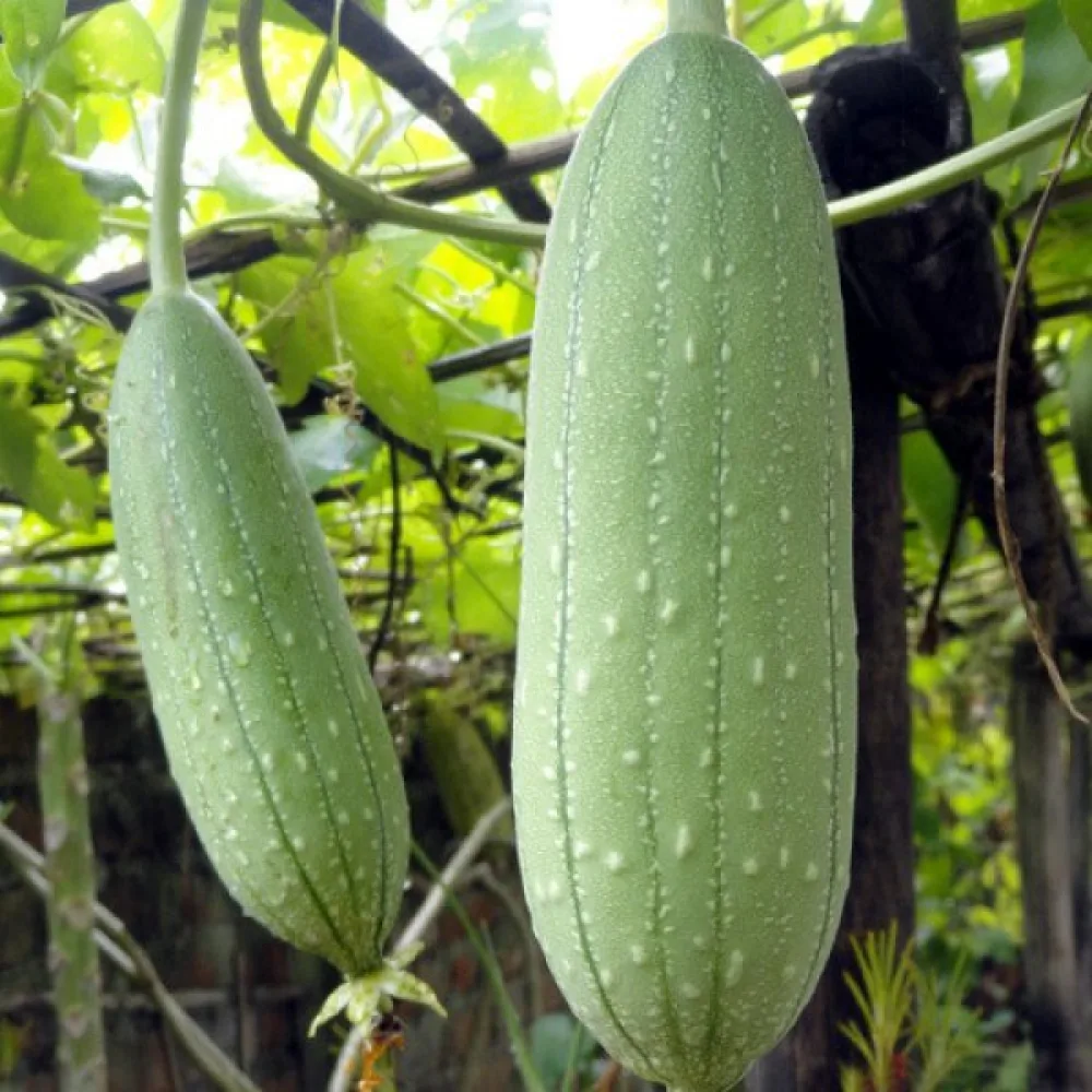 Luffa (pesusienikurpitsa)