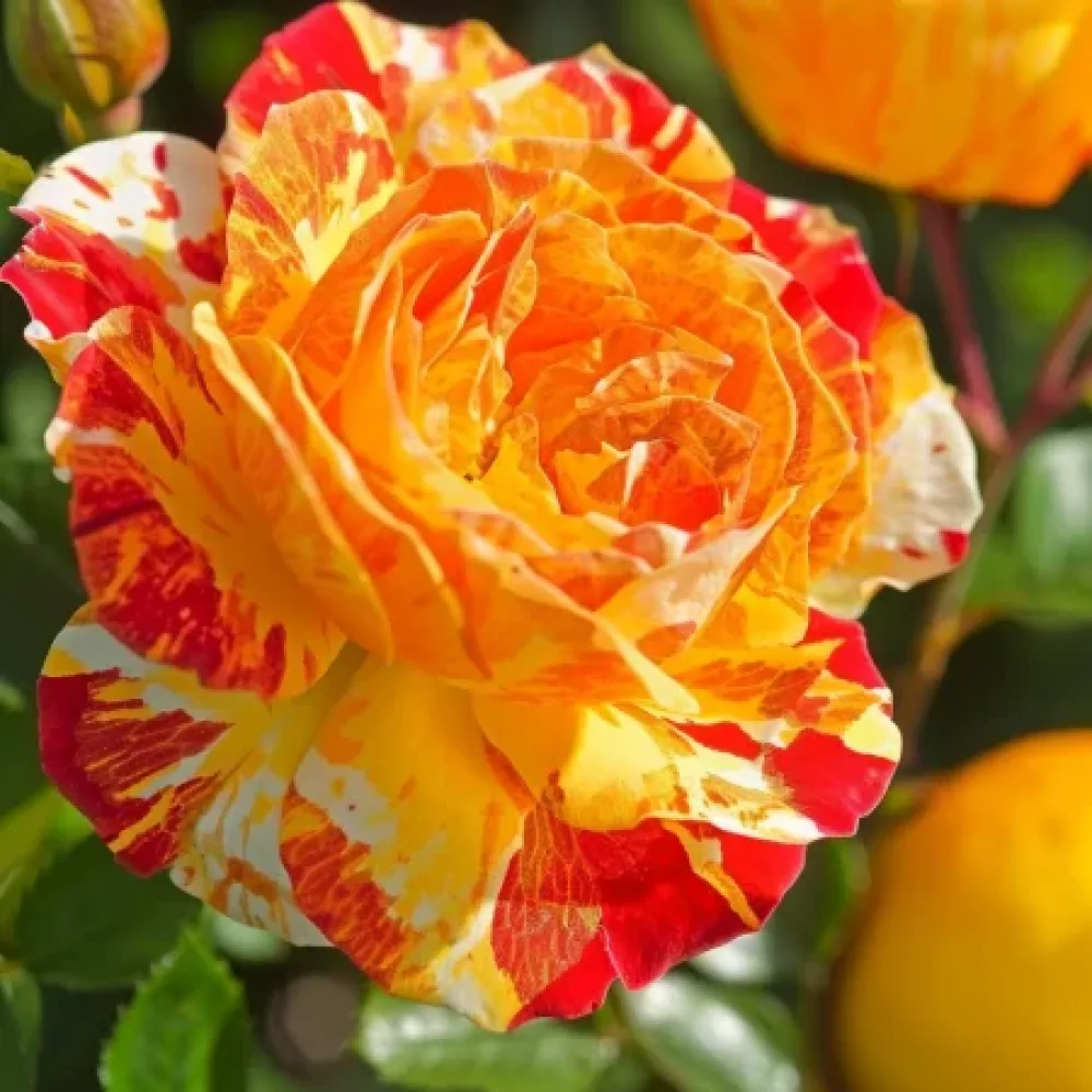 Ruusu 'Tropical Delight' – paljasjuurinen