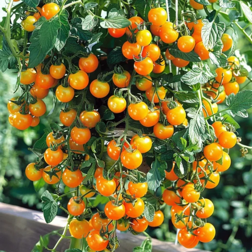 Tomaatti 'Tumbling Tom', keltainen