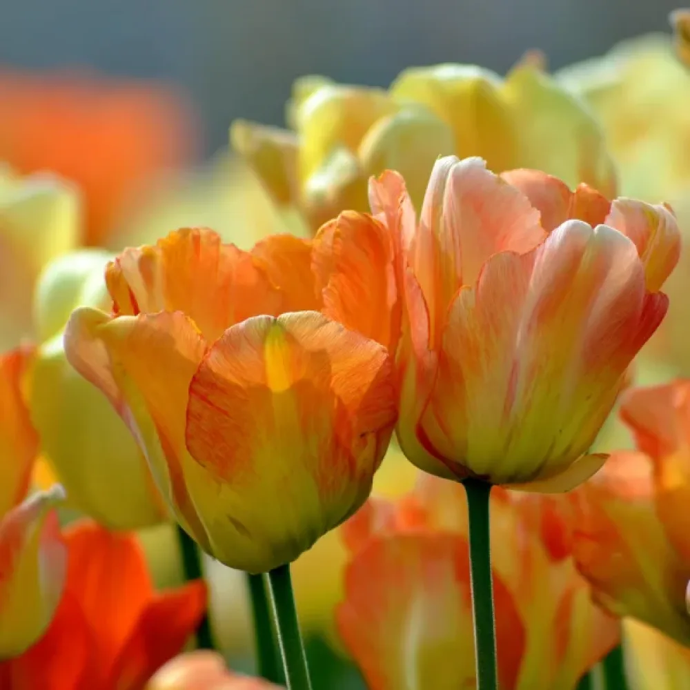 Tulppaani 'Daydream'