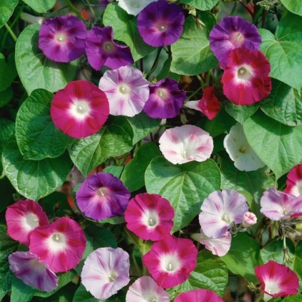 Elämänlanka Ipomoea nil – sekoitus