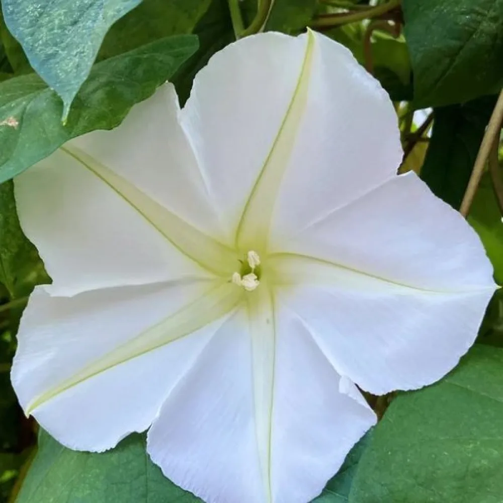 Elämänlanka Ipomoea noctiflora – valkoinen