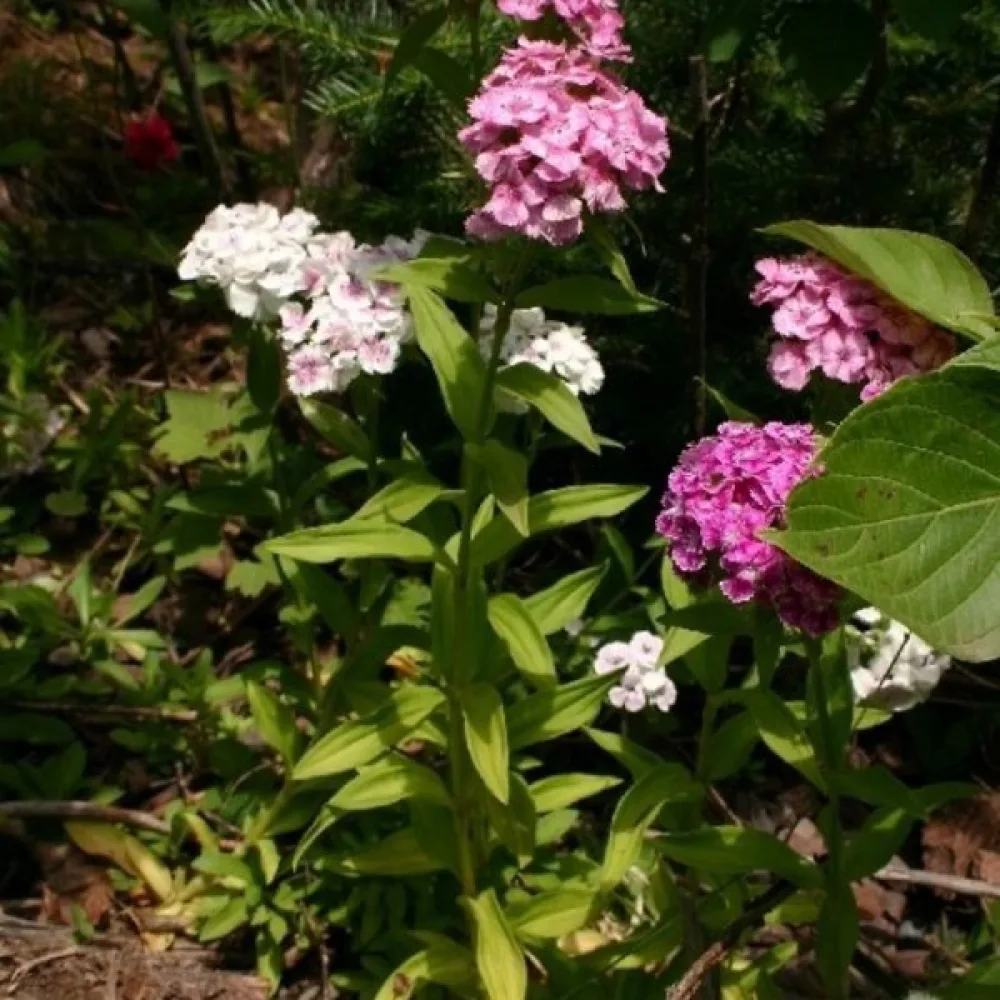 Harjaneilikka – perussekoitus
