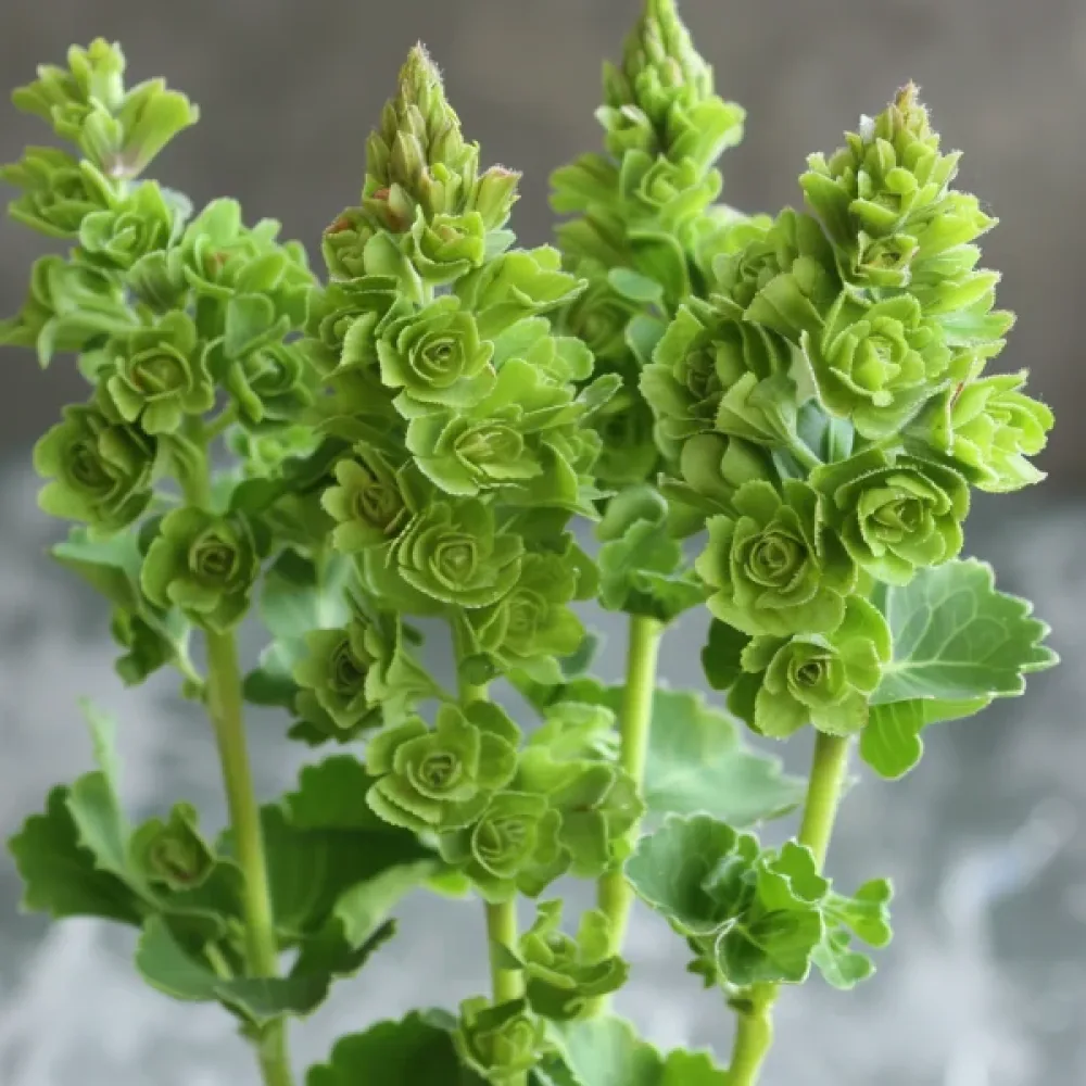 Simpukkakukka Moluccella laevis