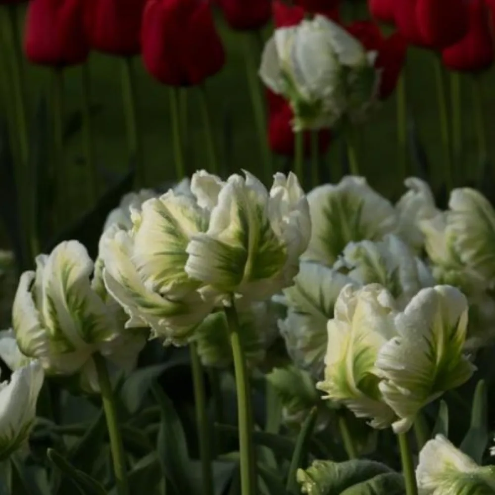 Tulppaani 'Super parrot'