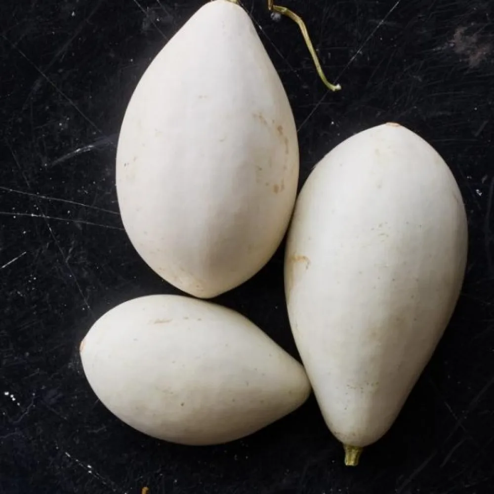 Kurpitsa 'Nest Egg'