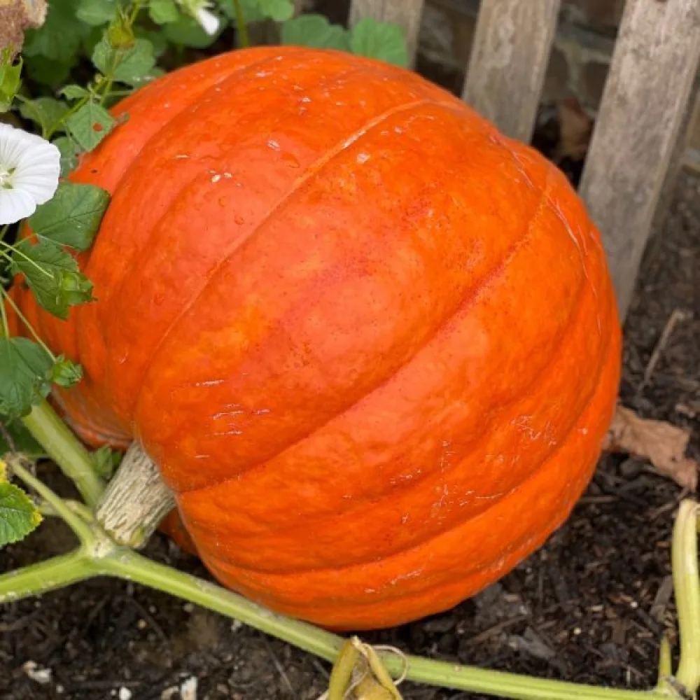 Kurpitsa 'Atlantic Giant'