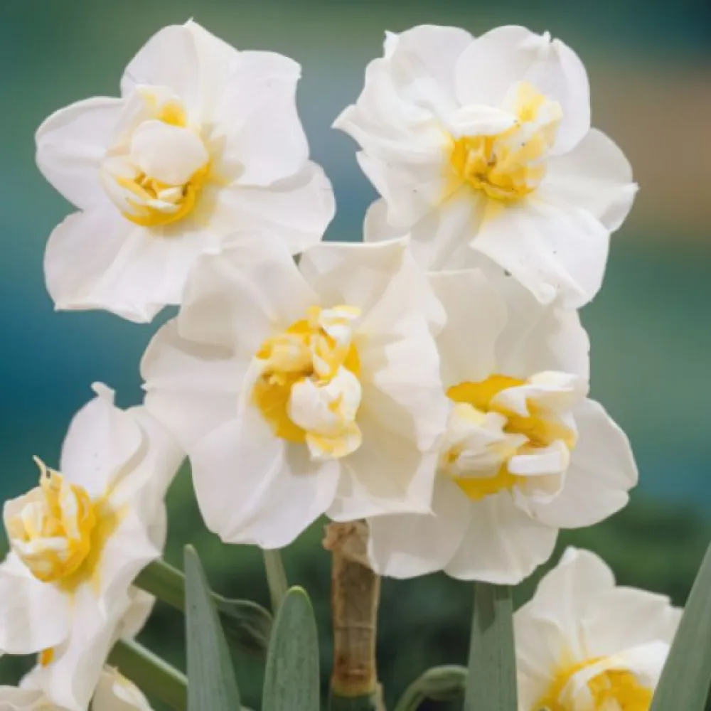 Narsissi 'White Cheerfulness'