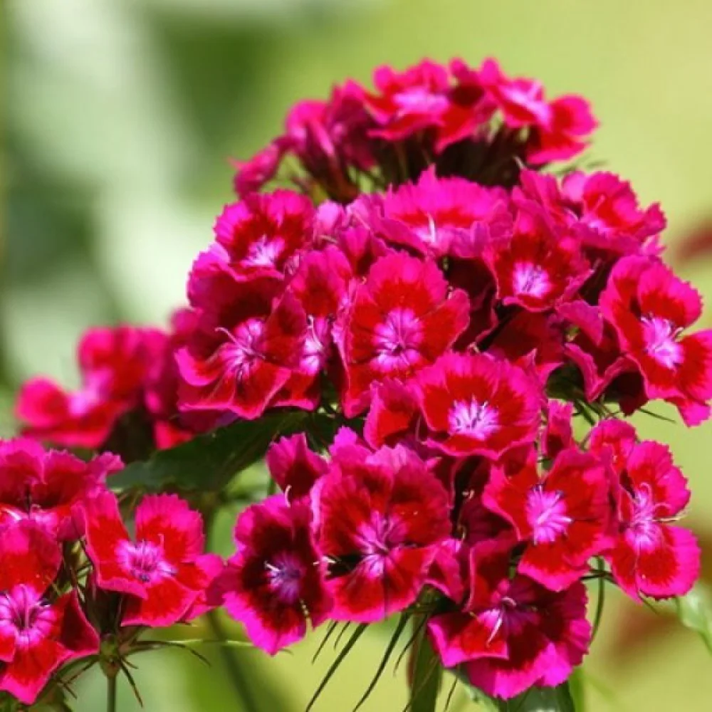 Harjaneilikka 'Oeschberg' – violetti