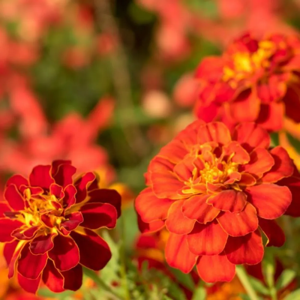 Ruusukesamettikukka 'Carmen'