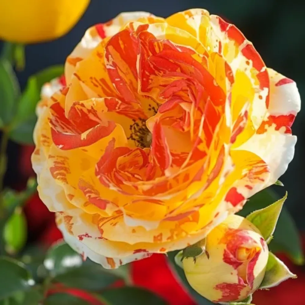 Ruusu 'Tropical Delight' – paljasjuurinen