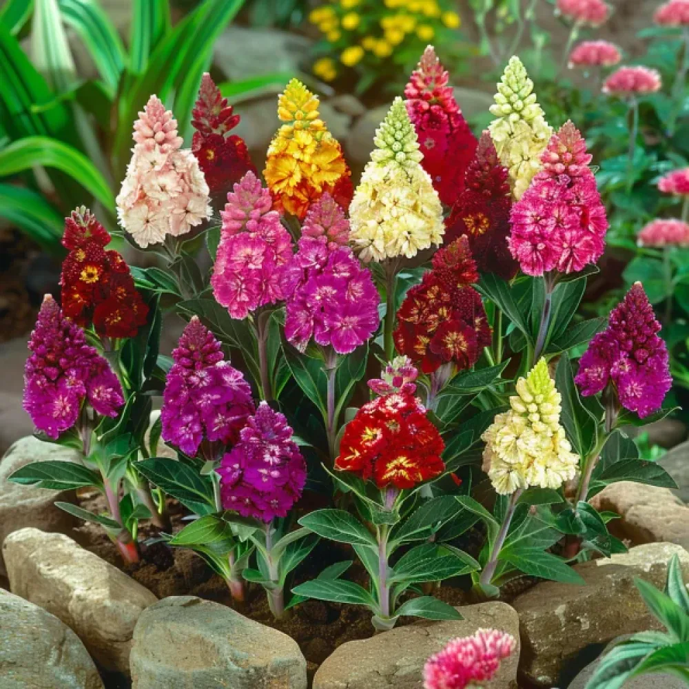 Kukonharja Celosia argentea cristata, sekoitus