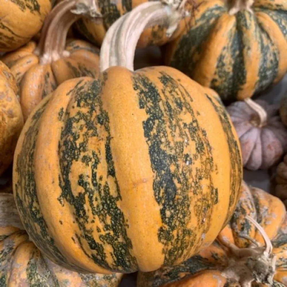Kurpitsa 'Tonda Padana'