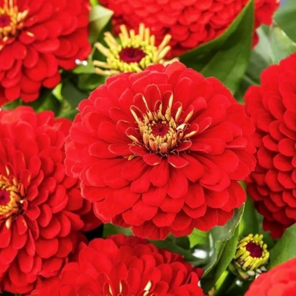 Tsinnia 'Scarlet Flame'