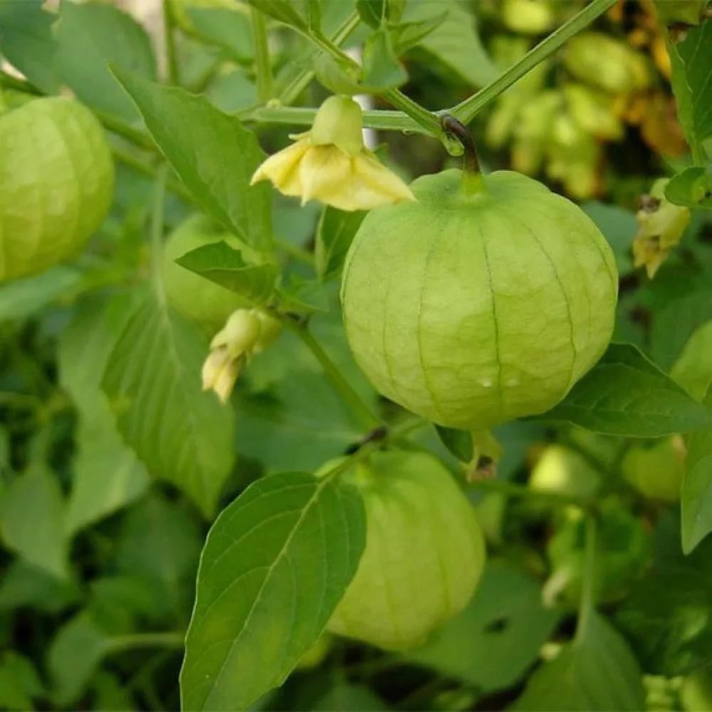 Tomatillo Physalis ixocarpa