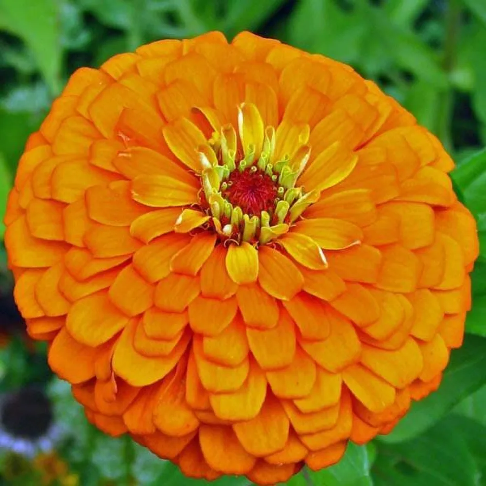 Tsinnia 'Golden State'
