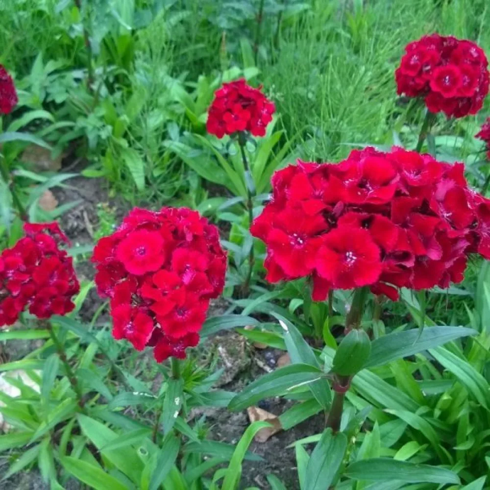 Harjaneilikka 'Scarlet Beauty'