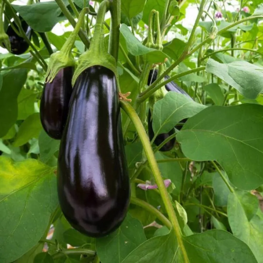 Munakoiso 'Black Beauty'