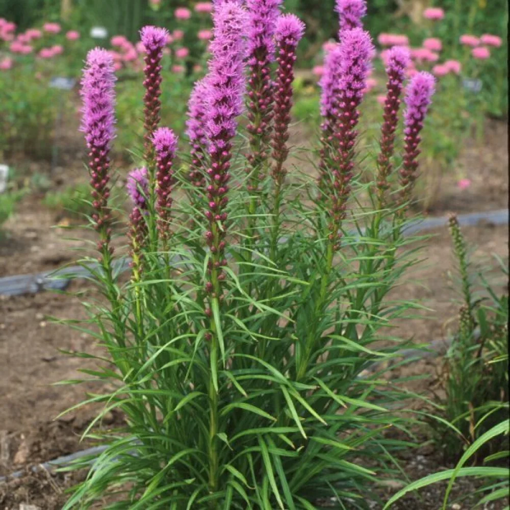 Tähkäkimikki Liatris spicata – roosanvioletti