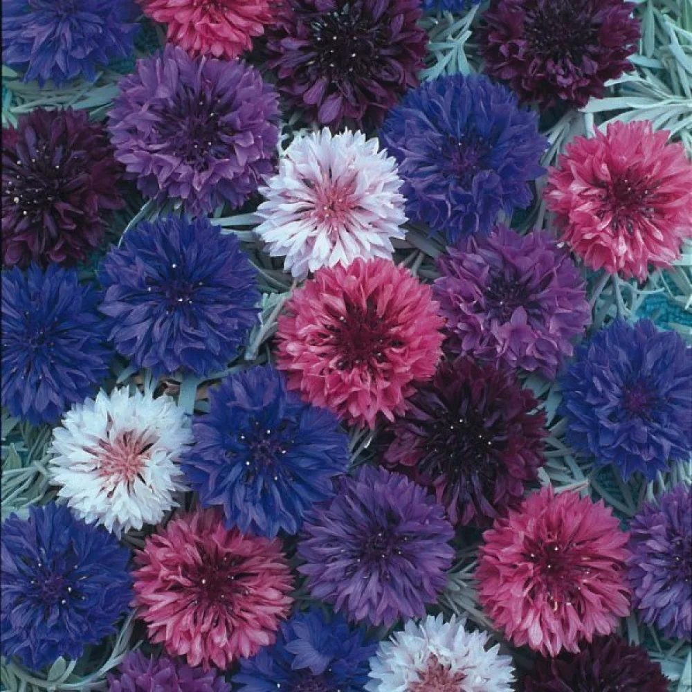 Ruiskaunokki 'Polka Dot', sekoitus