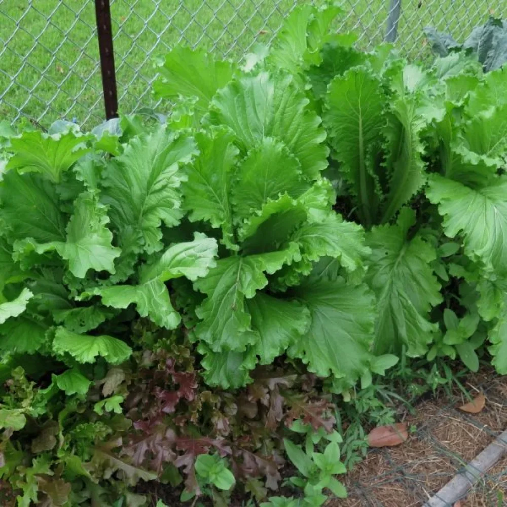 Sareptansinappi 'Florida Broadleaved' versoiksi
