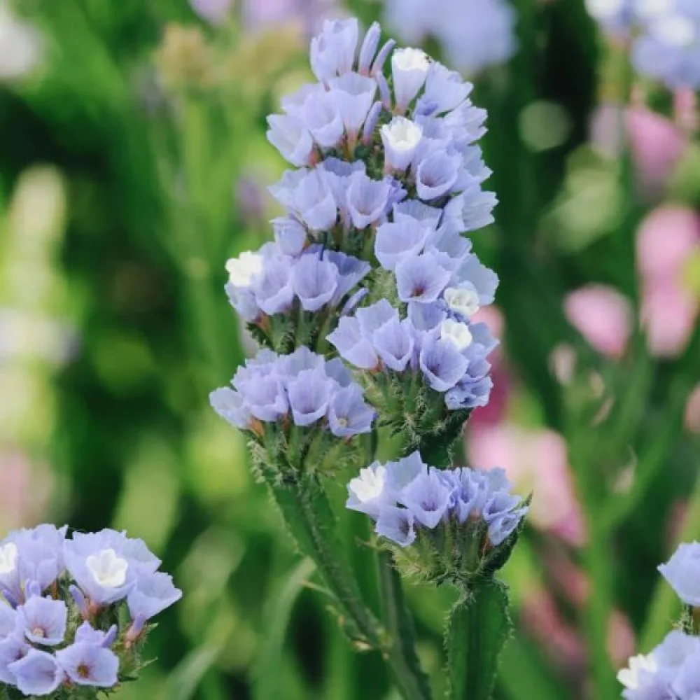 Limonium sinuatum – taivaansininen