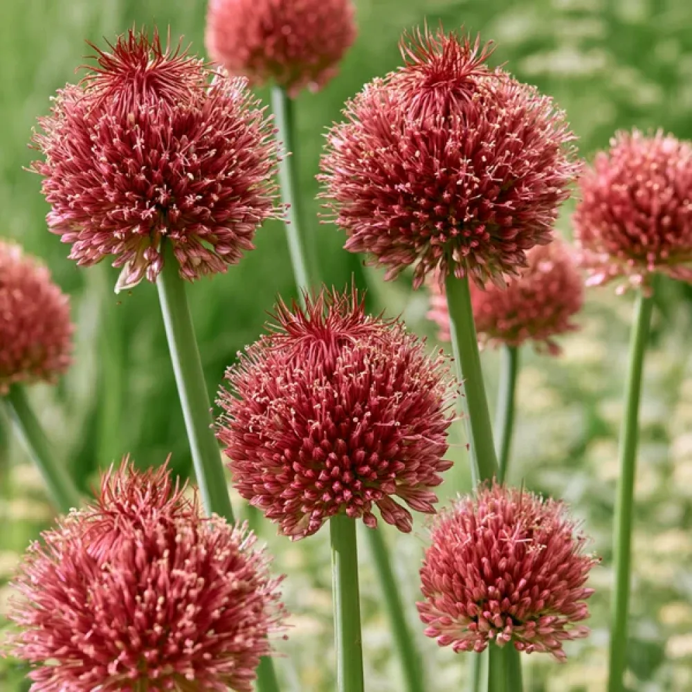 Koristelaukka 'Forelock'