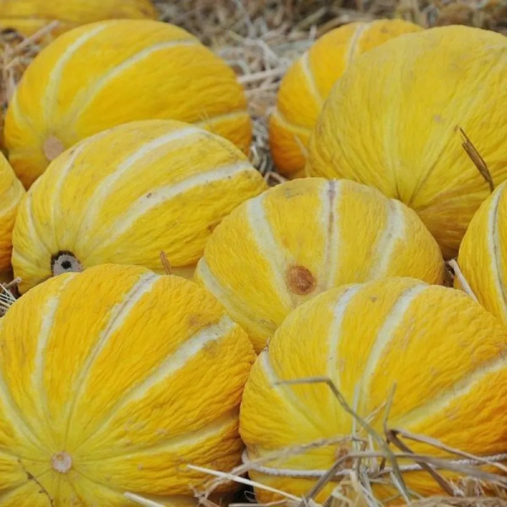 Meloni 'Jaune Canari 3'