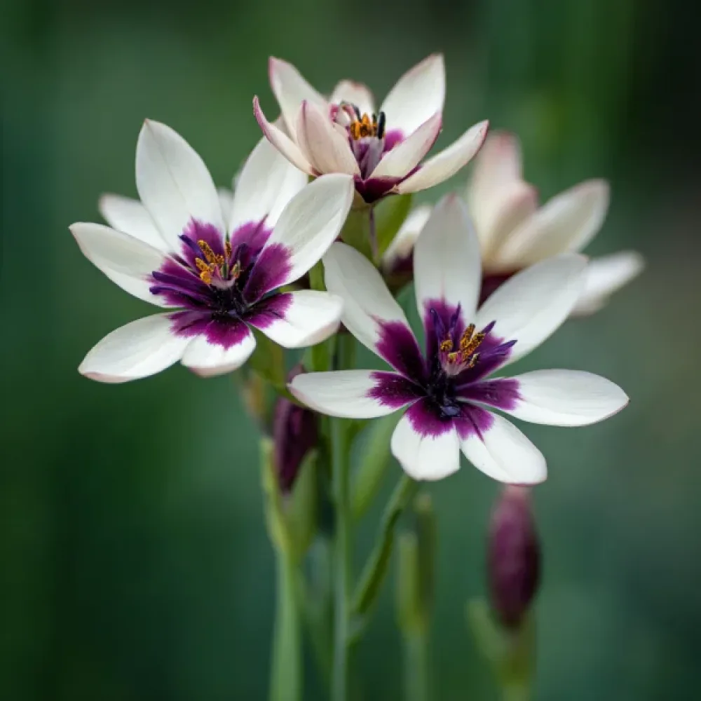 Ixia 'Spotlight'