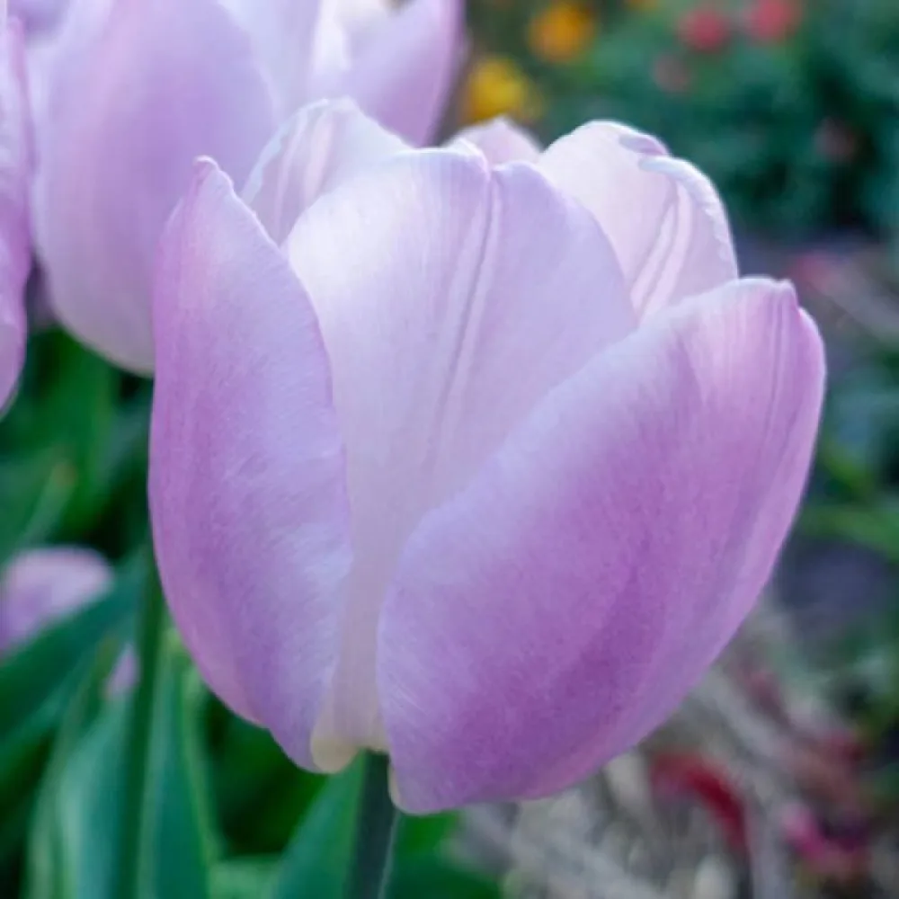 Tulppaani 'Candy Prince'