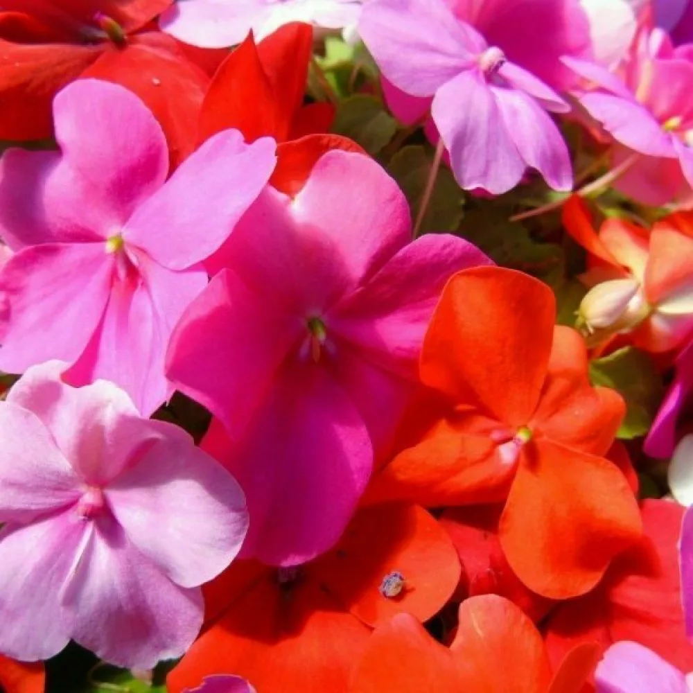 Ahkeraliisa 'Holstii' – sekoitus
