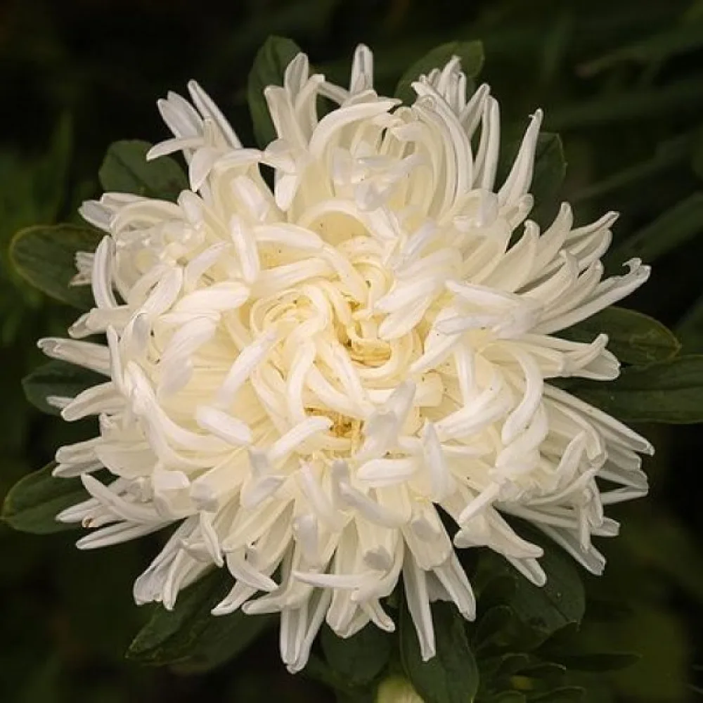 Kesäasteri 'Ostrich Plume' valkoinen