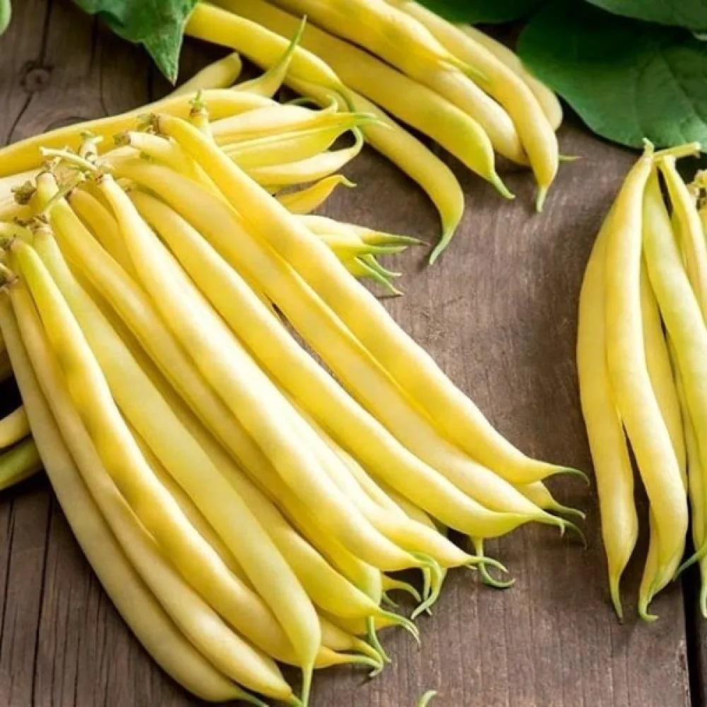 Tarhapapu 'Golden Teepee'