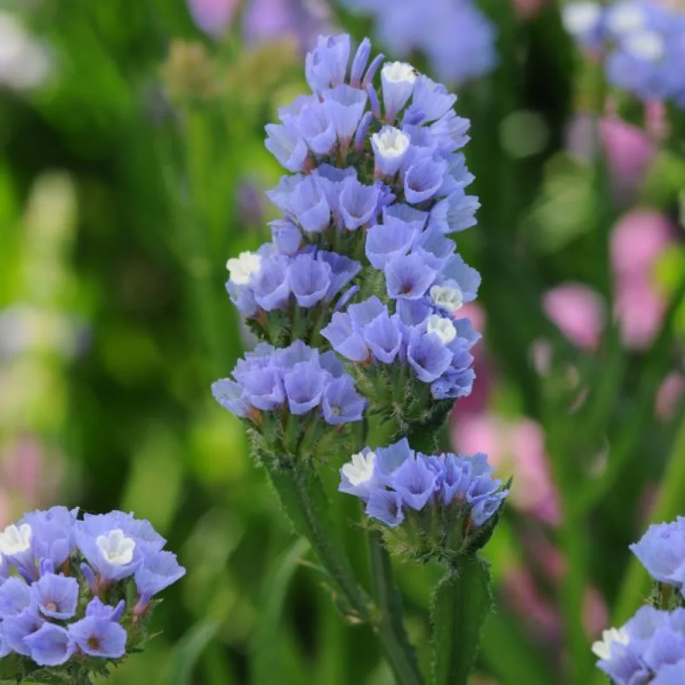 Limonium sinuatum – taivaansininen