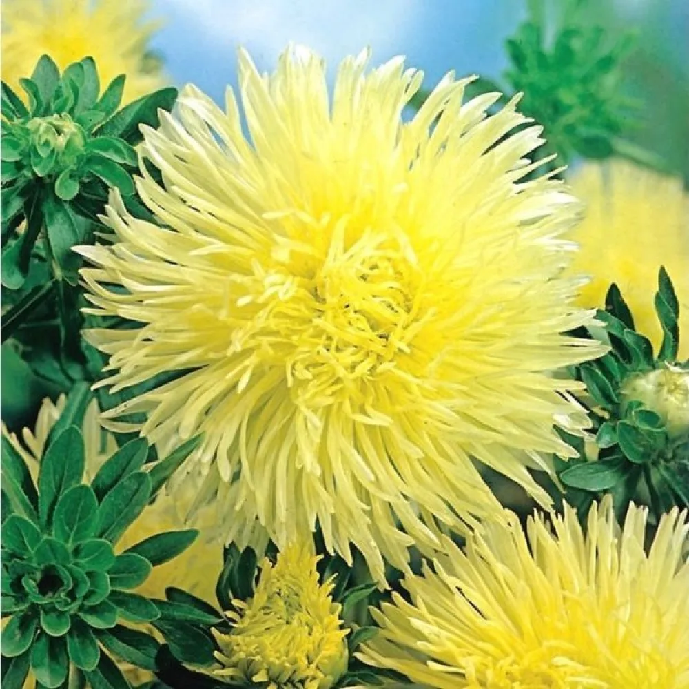 Kesäasteri 'Needle Goldstrahl'