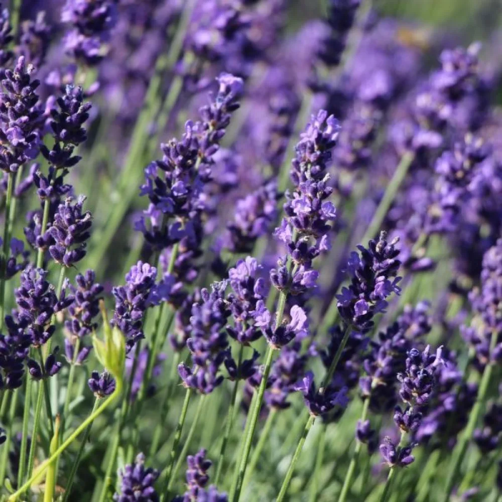 Tähkälaventeli 'Hidcote Blue'