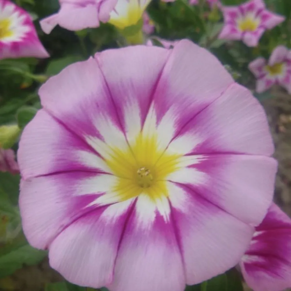 Kolmivärikierto 'Rose Ensign'