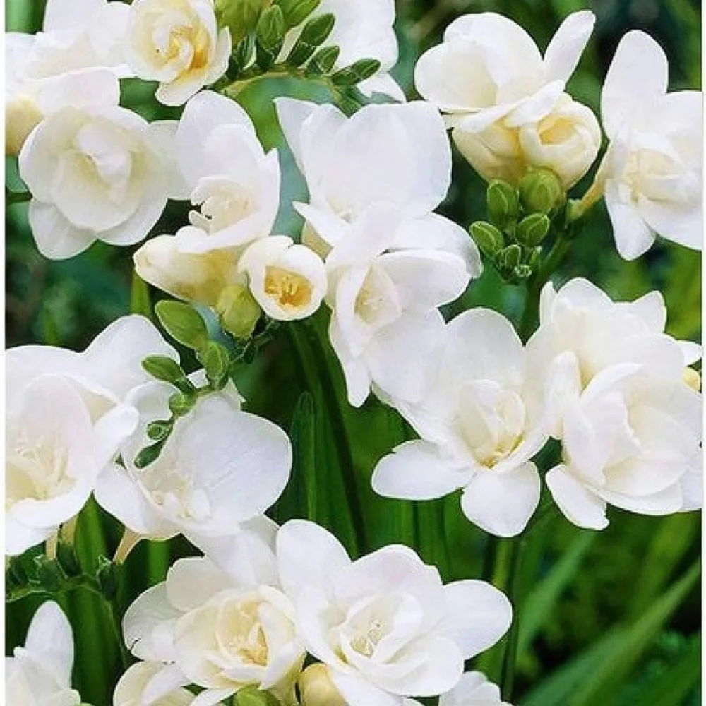 Freesia 'Double white'