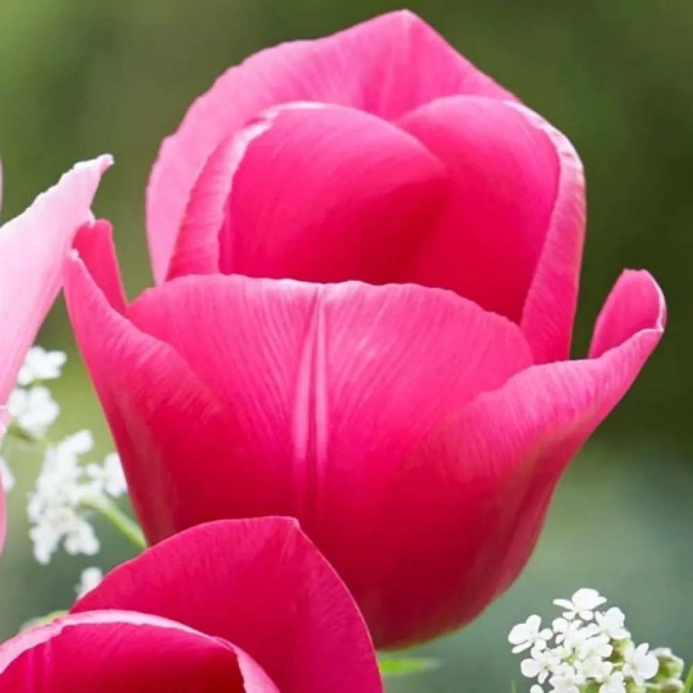 Tulppaani 'Carola'