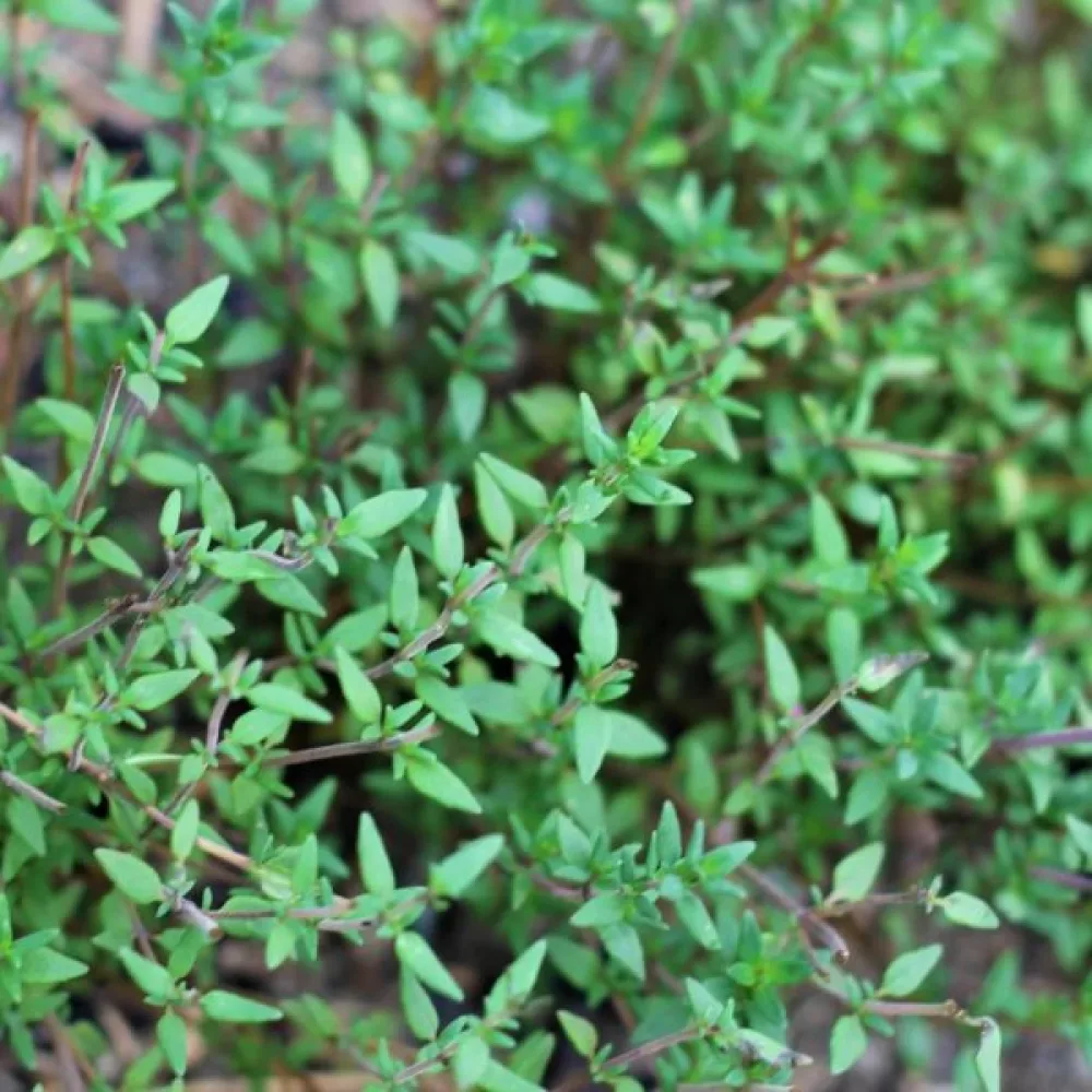 Timjami Thymus vulgaris