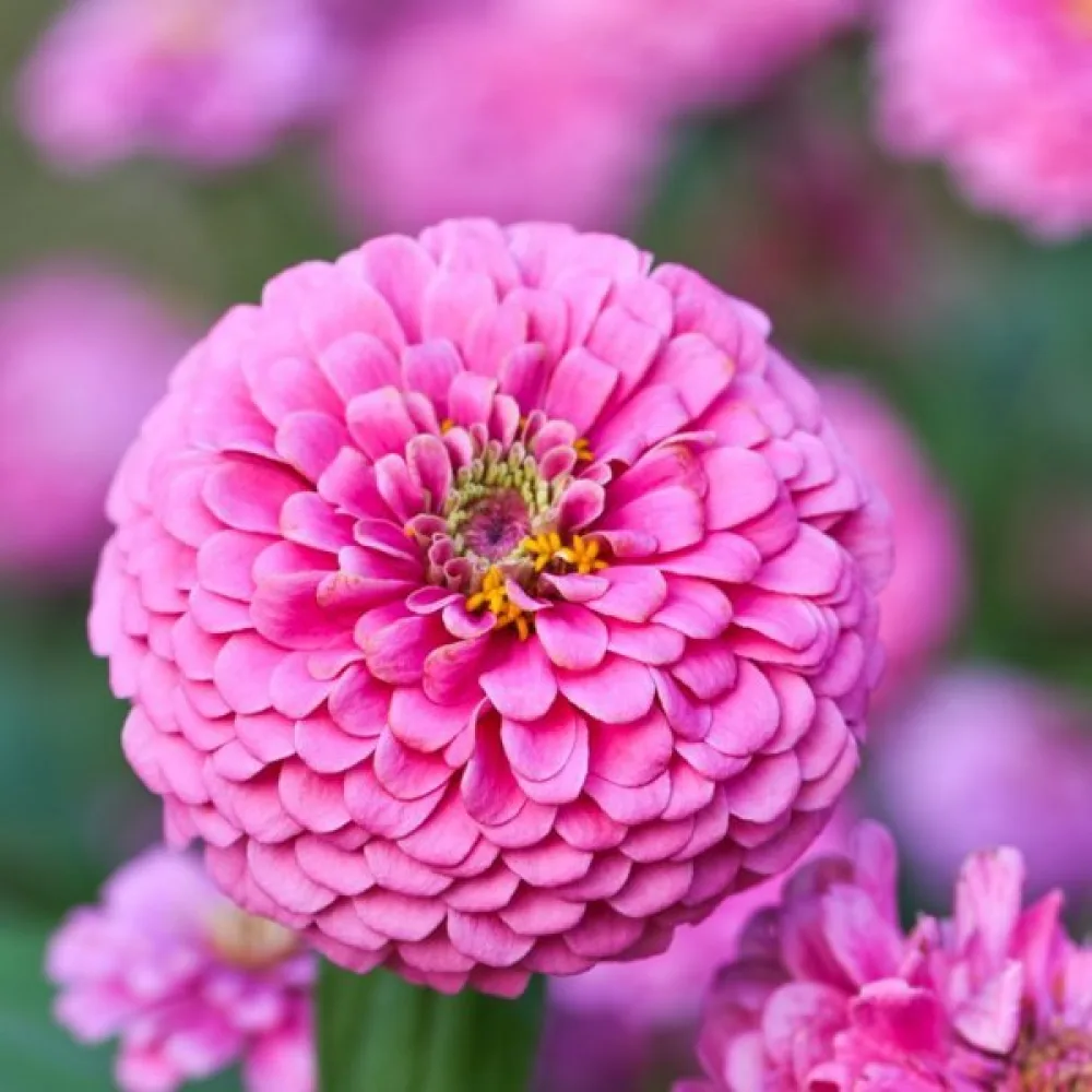 Tsinnia 'Miss Willmott'