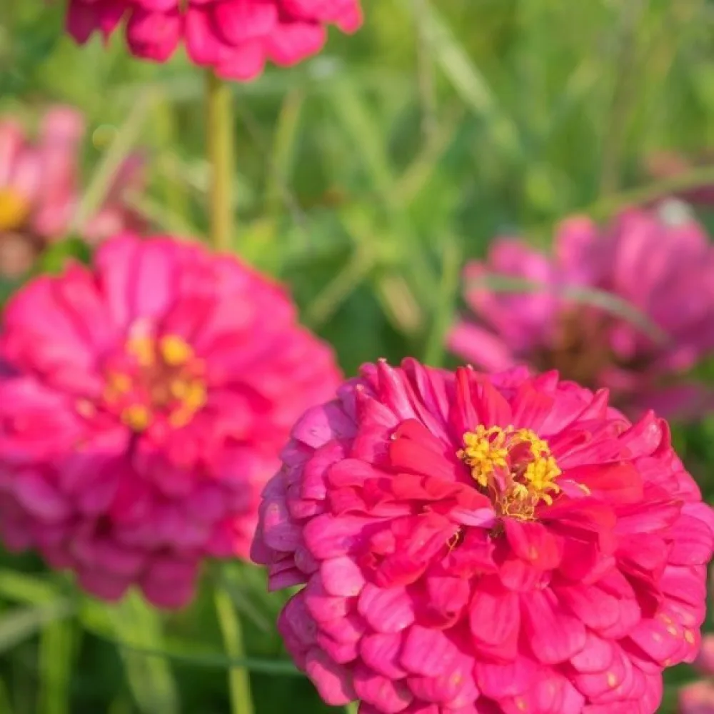 Tsinnia 'Illumination'