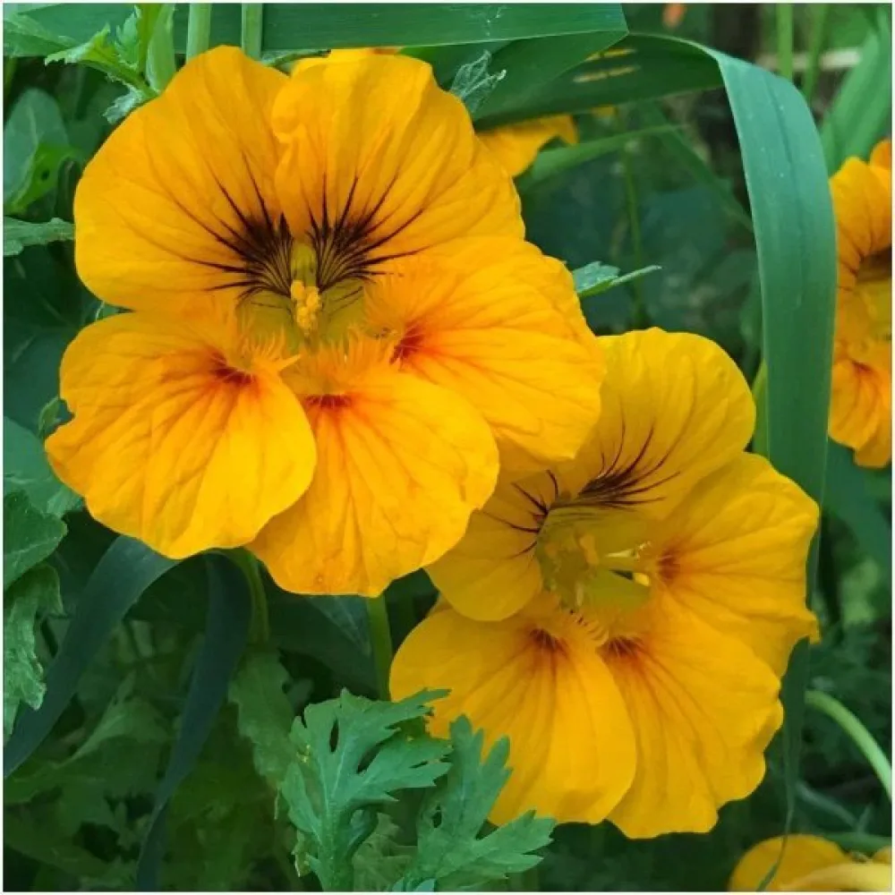 Köynnöskrassi 'Alaska Gold'
