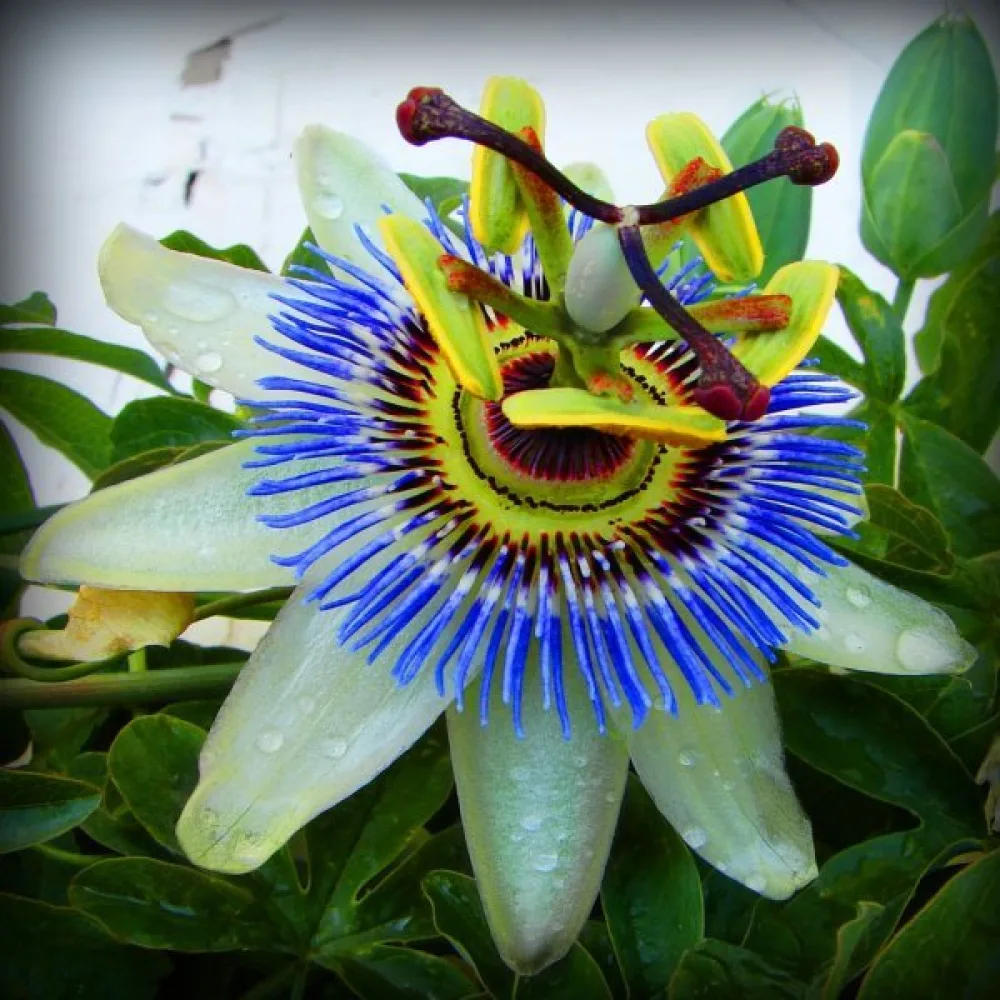 Passiokukka Passiflora caerulea – sininen