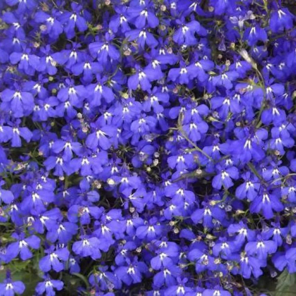 Sinilobelia 'Mrs. Clibran' – tummansininen