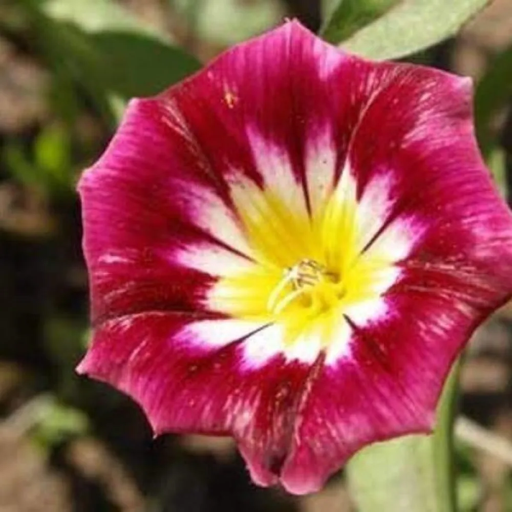 Kolmivärikierto 'Red Ensign'