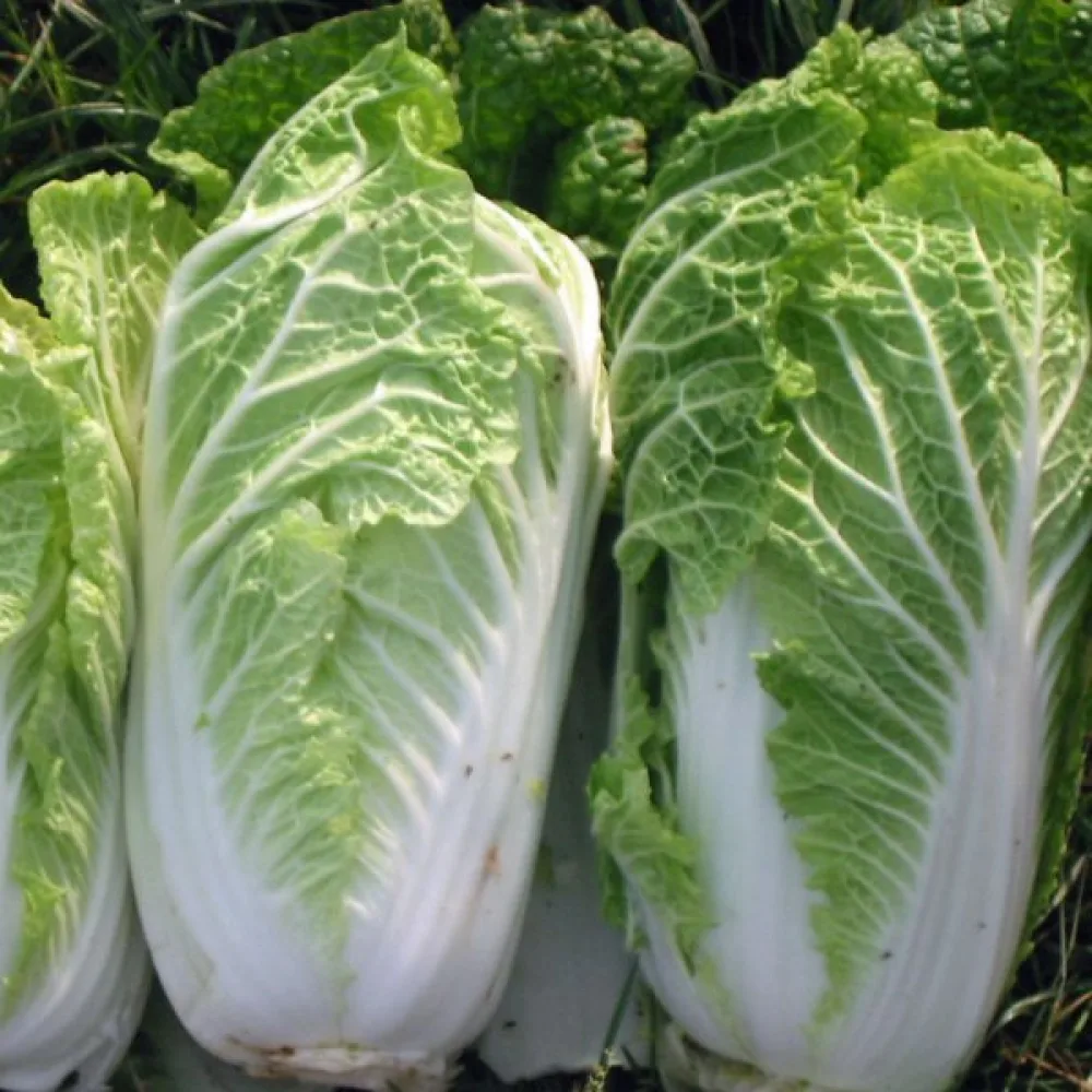 Kiinankaali 'Wong Bok'