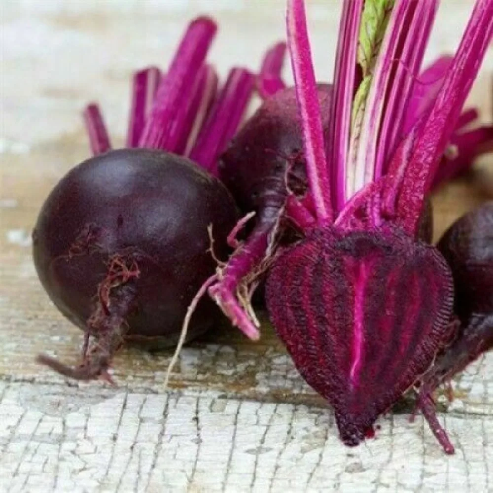 Punajuuri 'Bull's Blood'