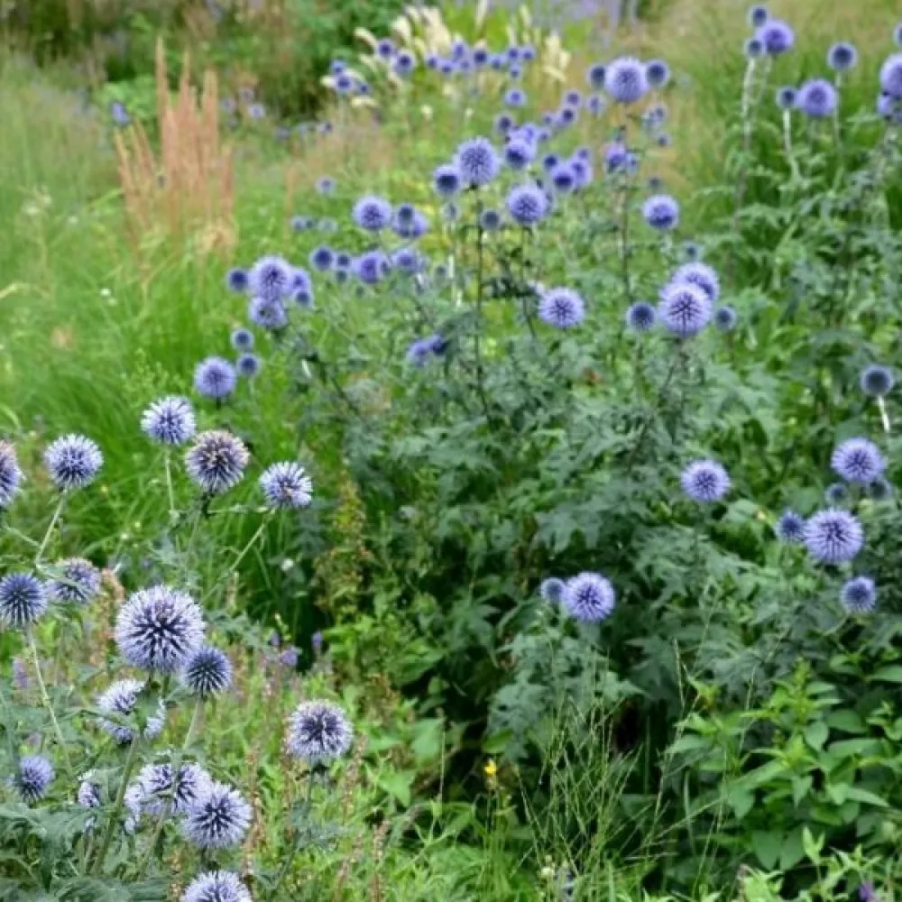 Pallo-ohdake Echinops bannaticus, sininen